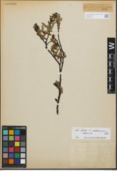 Foto von Salix foetida Schleich. ex DC. x Salix waldsteiniana Willd.